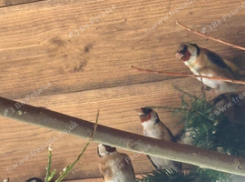 Pairs of goldfinches