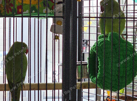 ringneck babys 14 weeks old