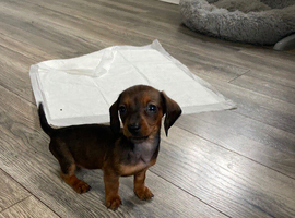 Mini dachshund puppies for sale