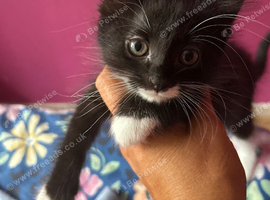 9 week old black and white kittens