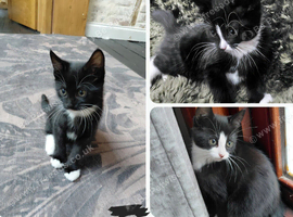 3 cute kitten girls tuxedo born 3rd Aug 2026