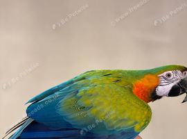 Silly tame Harlequin macaw