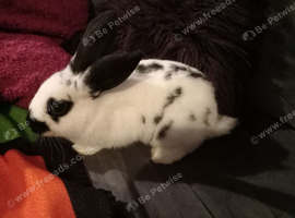 9wks old. 1 girl, 1 boy