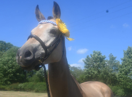 4 yr old warmblood x tb gelding
