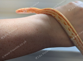 Tessera corn snake