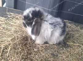 Mini lops ready to reserve