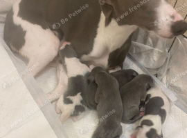 Outstanding whippet puppies