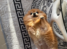 Mini spitz