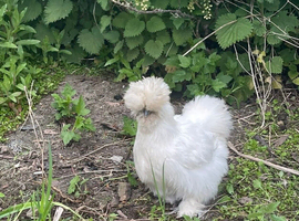 USA Silkie hatching eggs available