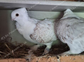 2 pairs of Indian fantails