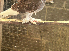 Beautiful young pair of frill back pigeons