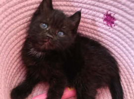 Kittens