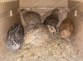 Chickens and quail