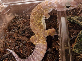 Midnight blizzard eclipse female gecko