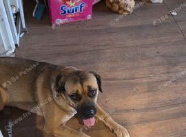Looking for male cane corso for pick of the litter