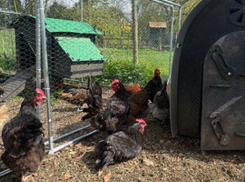 Chickens
