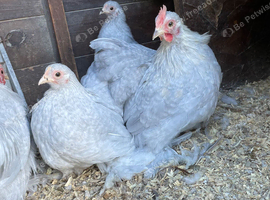 Lavender cuckoo Pekins