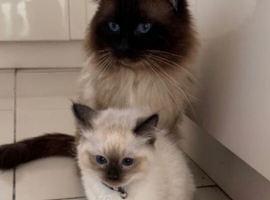 beautiful ragdolls