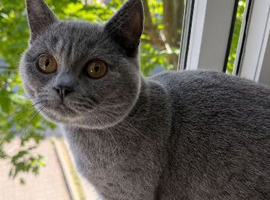 Gccf Champion Russian Bloodlines Non Active Girl for loving pet home only!
