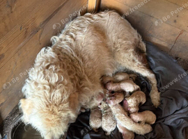 Labradoodles  new homes