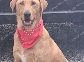 9 months old Pedigree Golden Labrador Retriever for sale