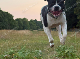 Chief - Staffy x American bulldog