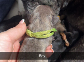French bulldog puppies