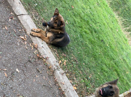 German Shepards/only2 little boys left