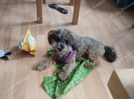 For sale puppy