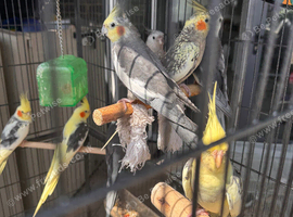 Cocktal for sale