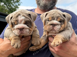 Good Quality English bulldogs