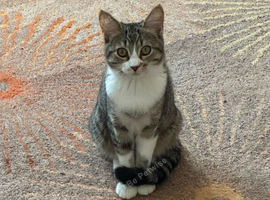 kitten to be rehomed (6 months)