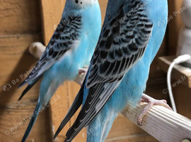 Baby Budgies
