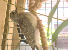 Baby dimond doves