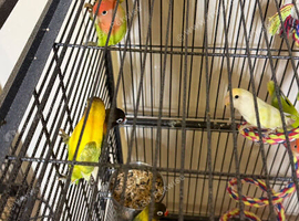 Baby lovebirds