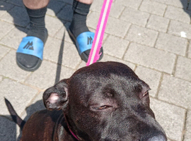 Staffy layla