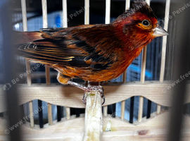 Red Siskin x red factor cock bird mule with cage
