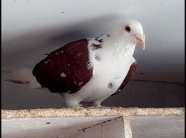 Red saddle female breeder