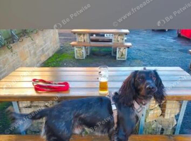 Cocker spaniel