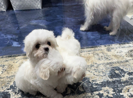 Korean Maltese terrier smallest of the smallest