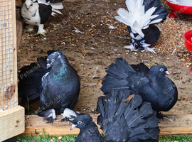 Selling health Indian fantail pigeons &pound;50 each