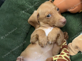 Cream boy ready now miniature dachshund