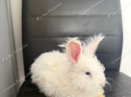 Pure bred Angora