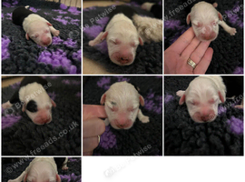 Old English sheepdog puppies due September! 3 pups now reserved with deposits