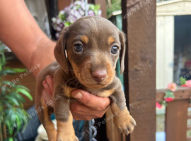 Chocolate and tan boy sausage dog