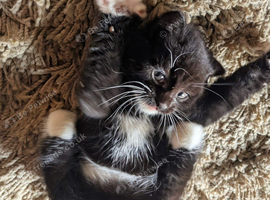 5 Beautifully boystris kittens