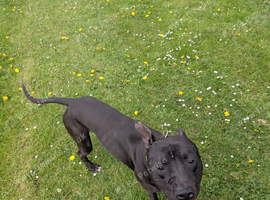 Presa canario