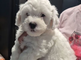 Schipoo puppies for rehoming now