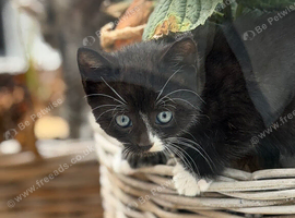 Kittens