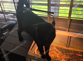 2 black cats for sale